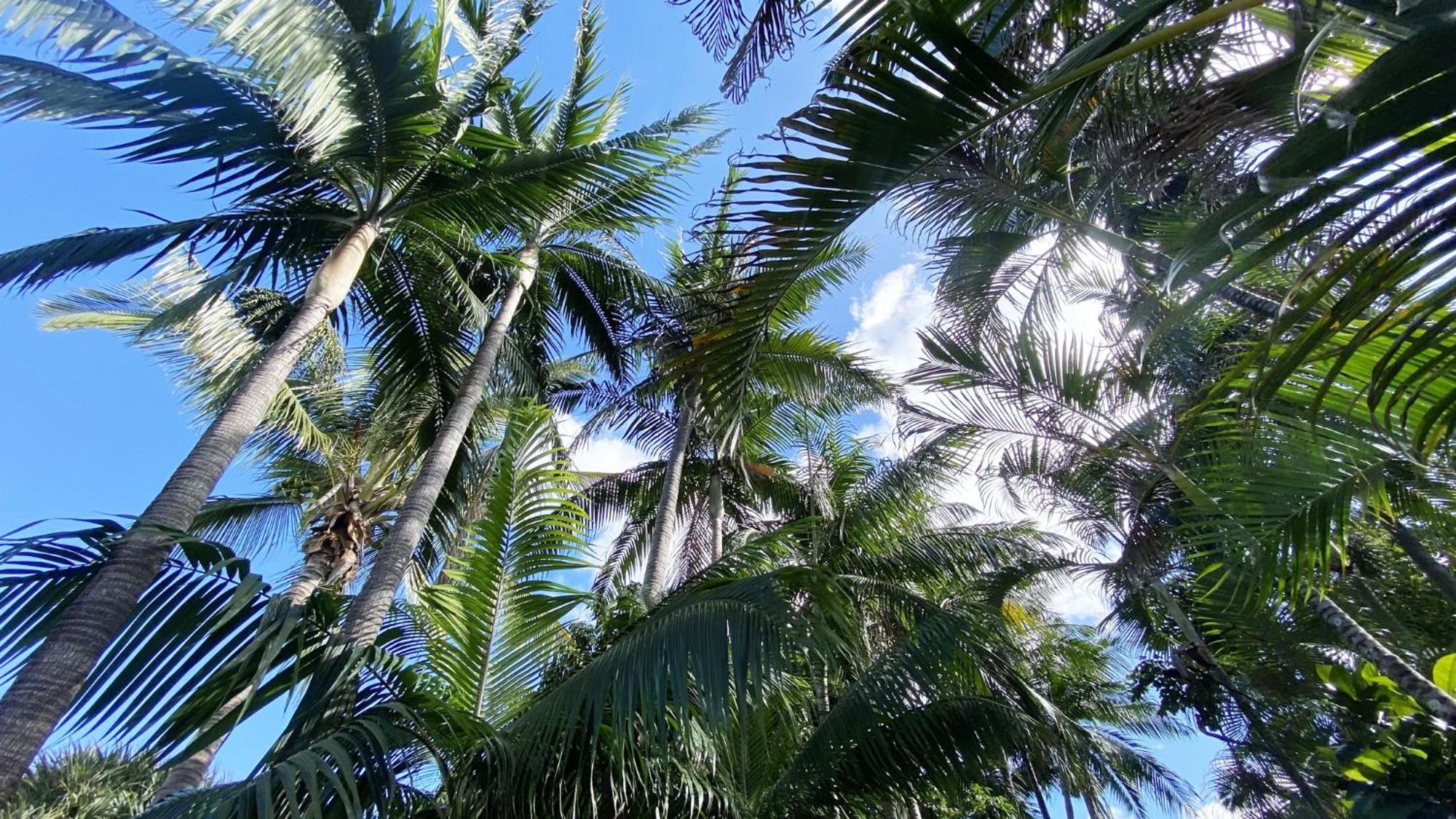 Coliver - Coliving A La Reunion Saint Pierre Exteriér fotografie