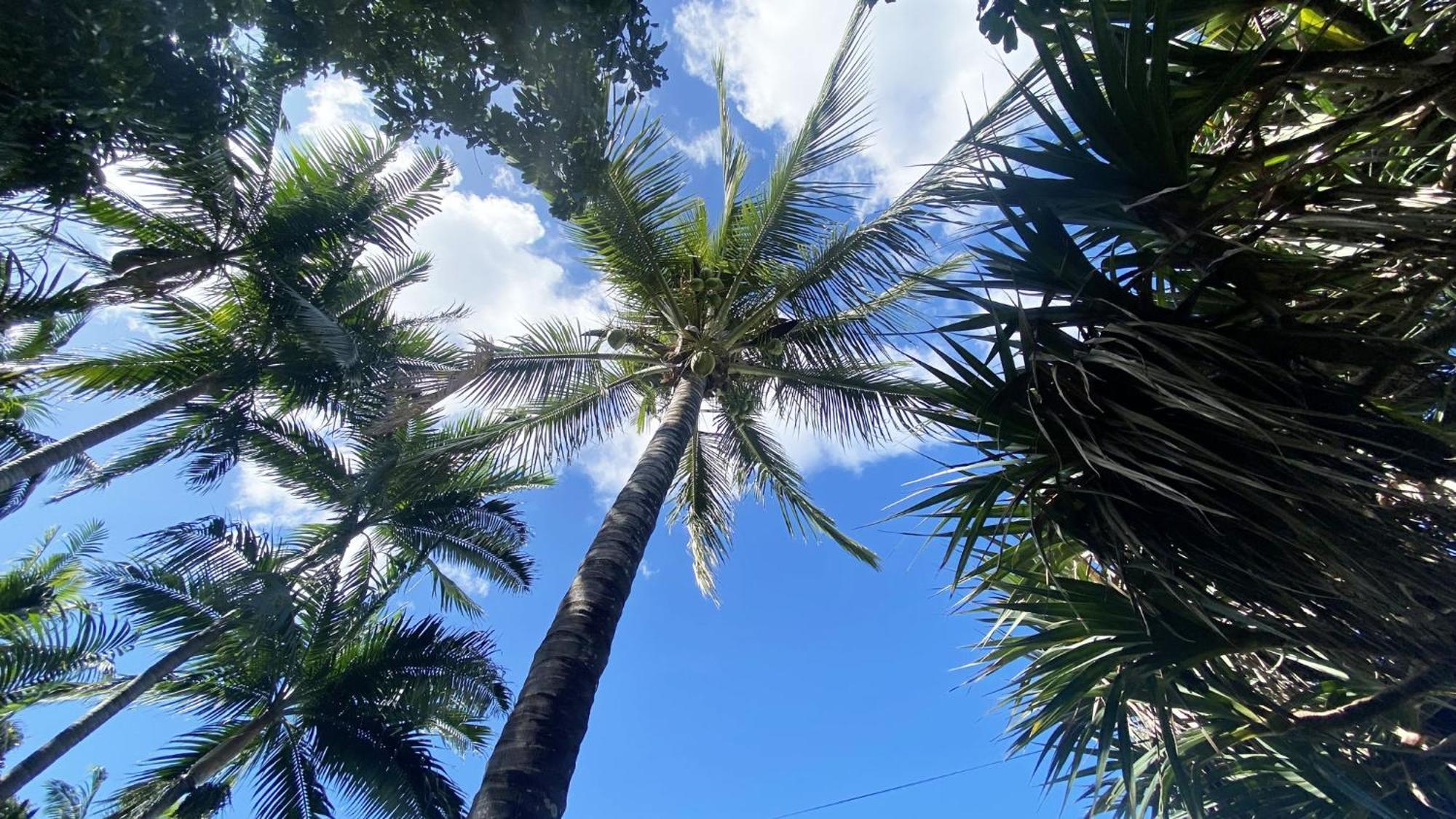 Coliver - Coliving A La Reunion Saint Pierre Exteriér fotografie